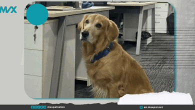 Dog Appointed as Chief Happiness Officer in Indian Startup and People Are Loving It