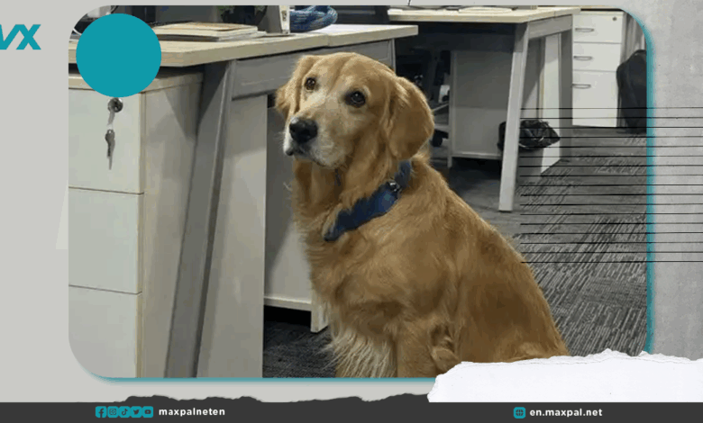 Dog Appointed as Chief Happiness Officer in Indian Startup and People Are Loving It