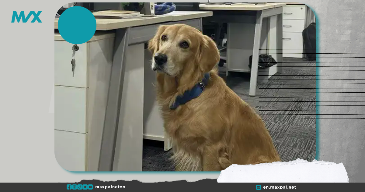 Dog Appointed as Chief Happiness Officer in Indian Startup and People Are Loving It