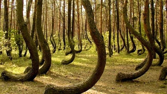 Hoia Baciu Forest Unsolved Mysteries That Still Defy Scientific Explanation