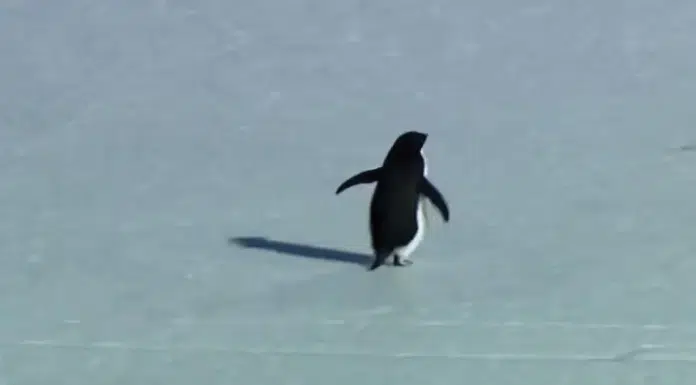 Why this penguin walked away from everything