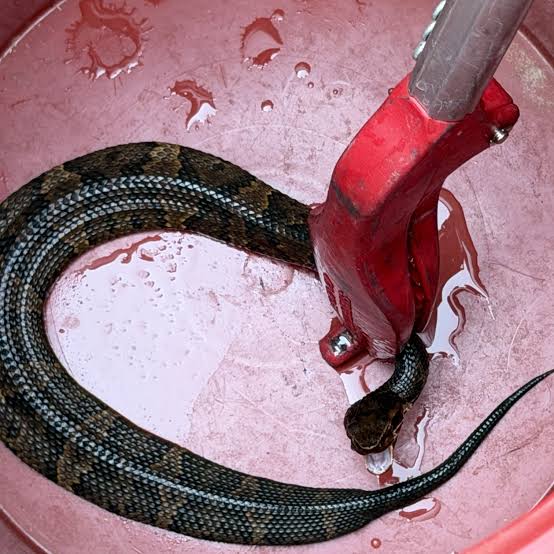 Snake in Football Helmet Worn for Nearly an Hour Snake in Football Helmet Worn for Nearly an Hour